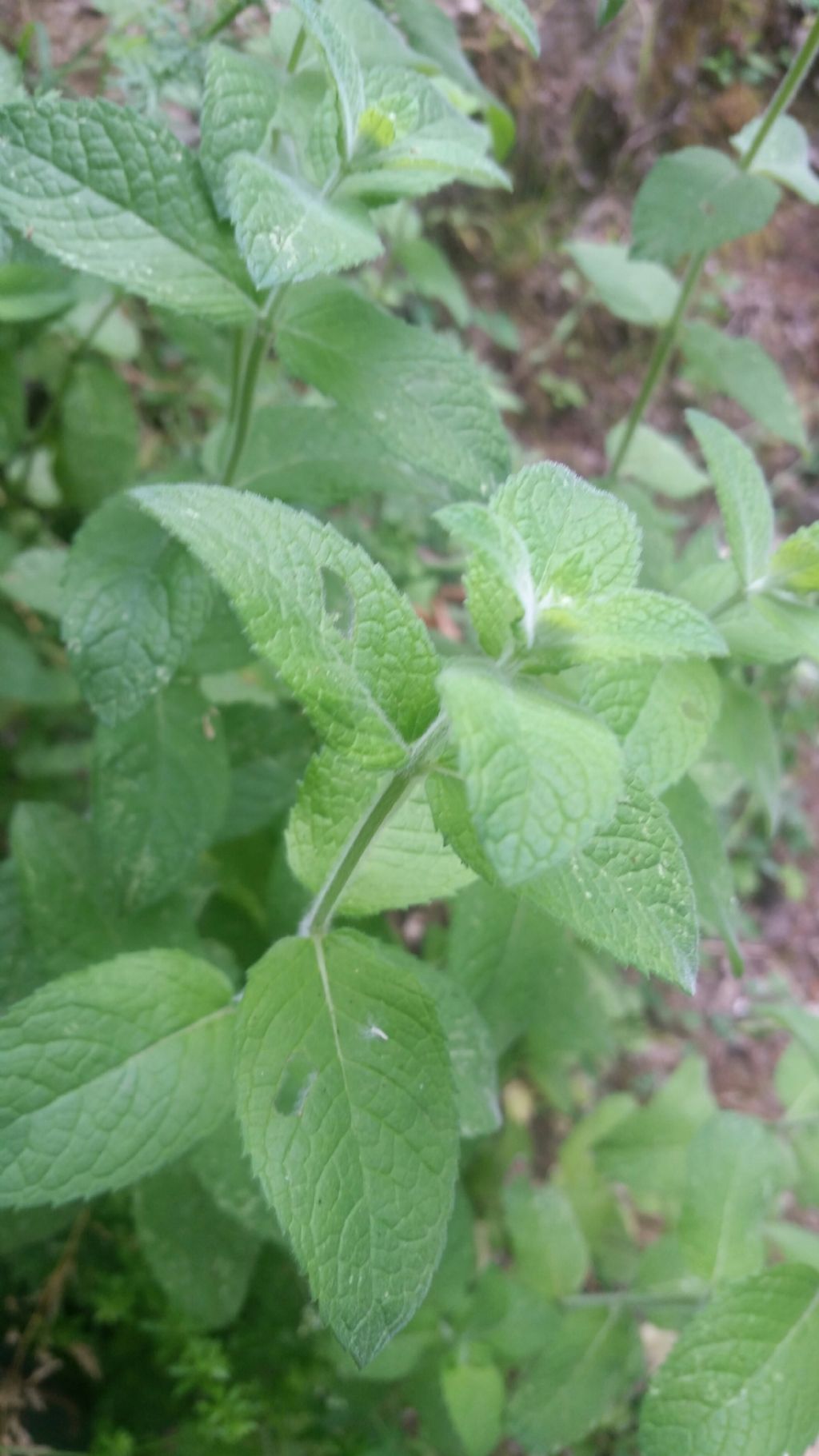 Menta silvestri?